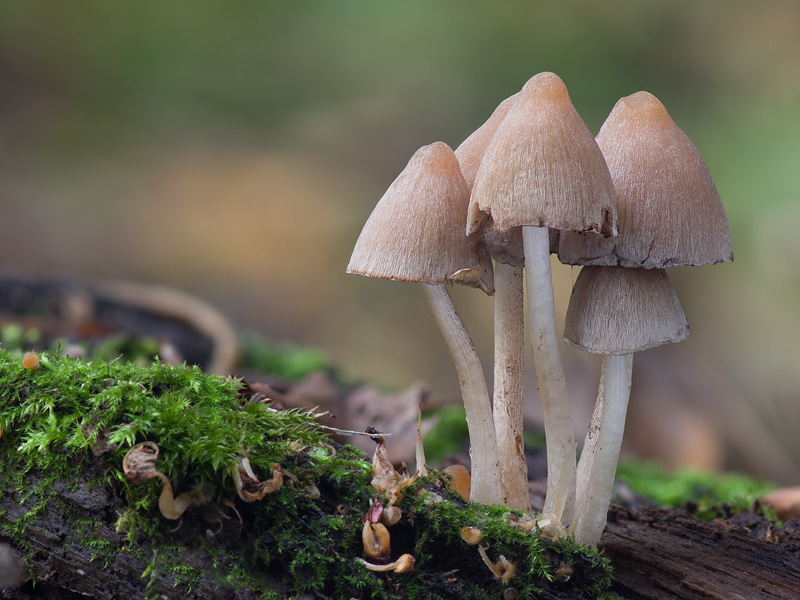 Coprinopsis pannucioides